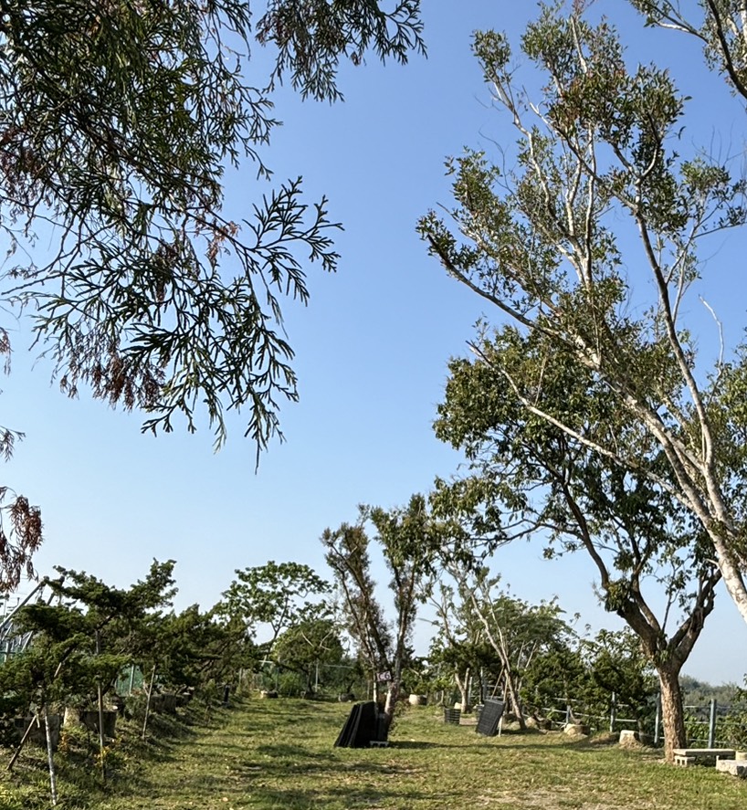 C6 雙帳包區｜30x8米寬｜單帳1000